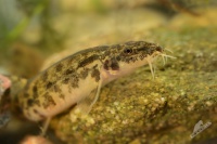 Mrenka mramorovana - Barbatula barbatula - Stone Loach 4942